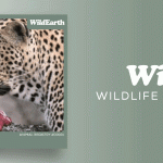 WildEarth TV Channel Announces NFT Collection For Wildlife Conservation